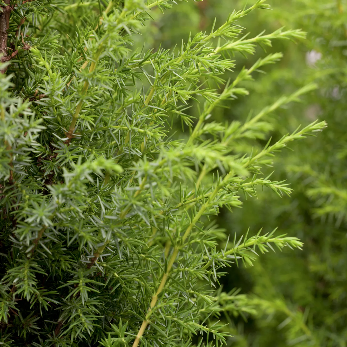 Juniperus com.'Bruns'