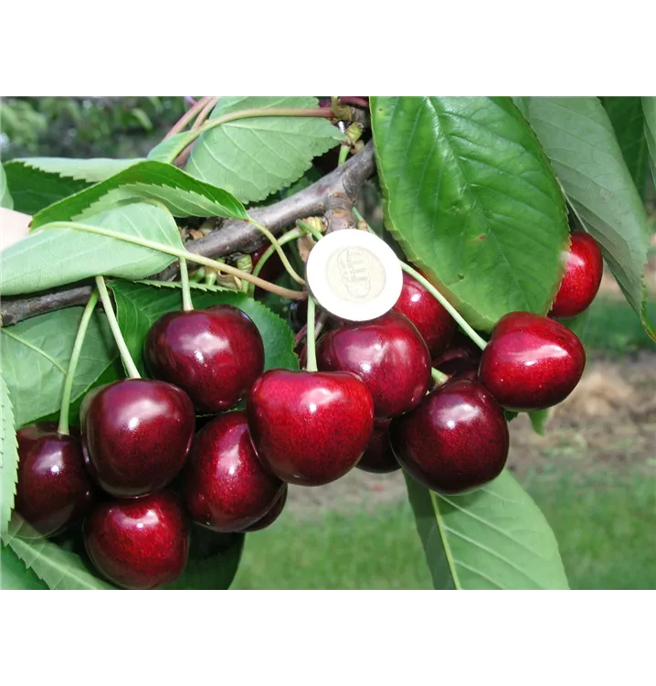 Prunus av.'Carmen' S zert., Süßkirsche 'Carmen' S im