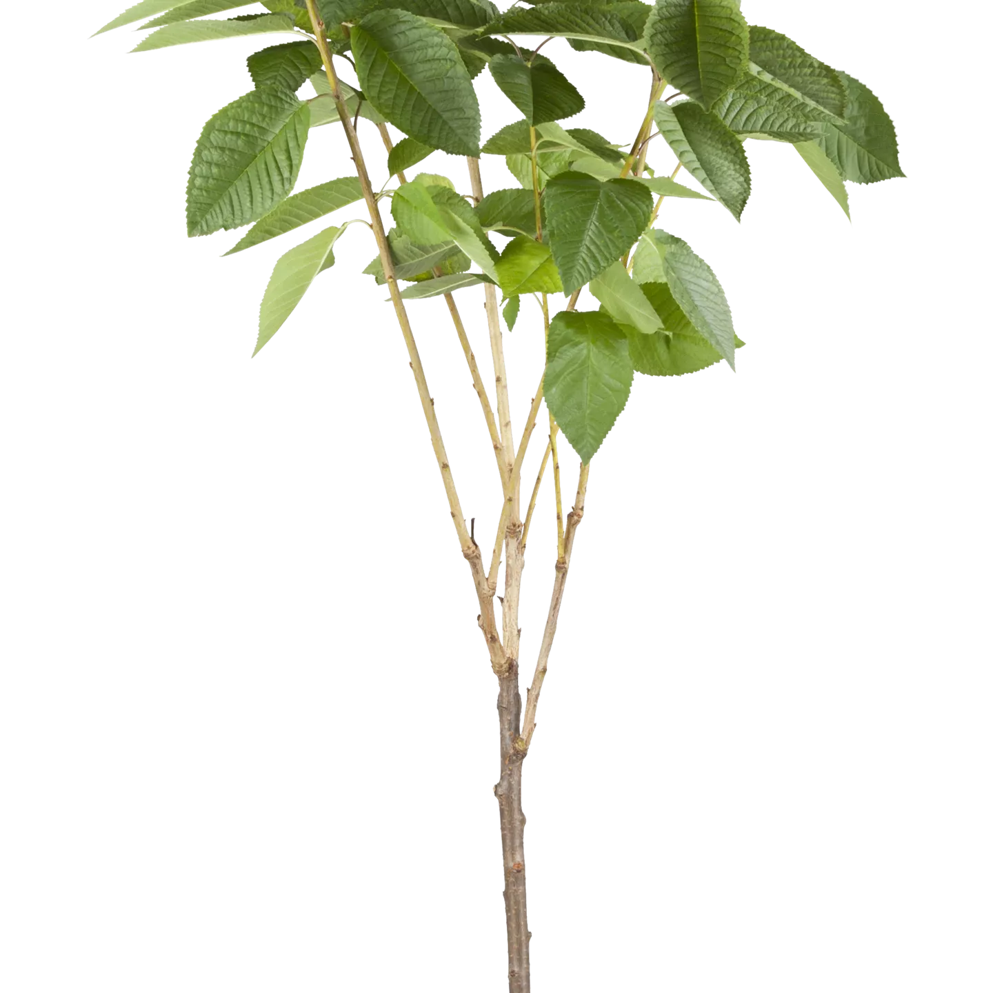 Prunus av.'Büttners Rt. Knorpelk' CAC