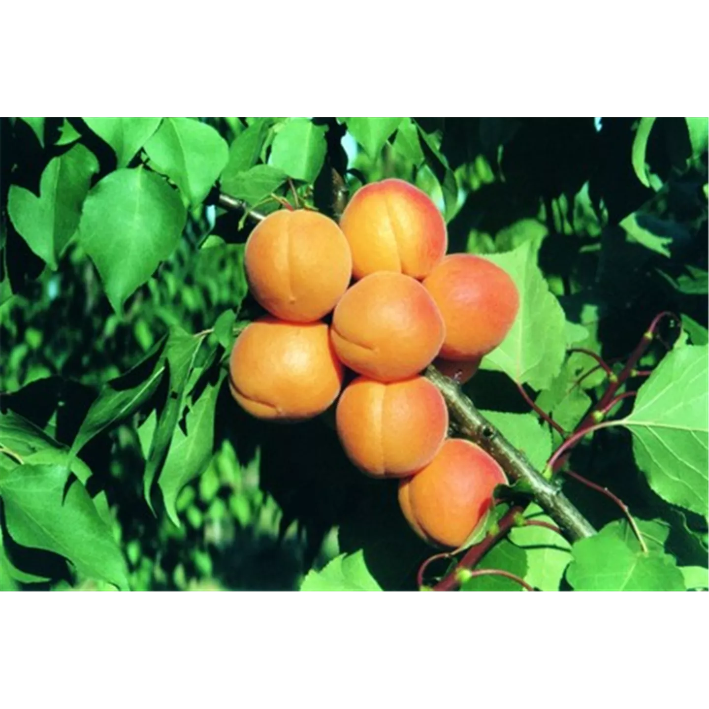Prunus persica 'Bonanza', Pfirsich im Pflanzenshop