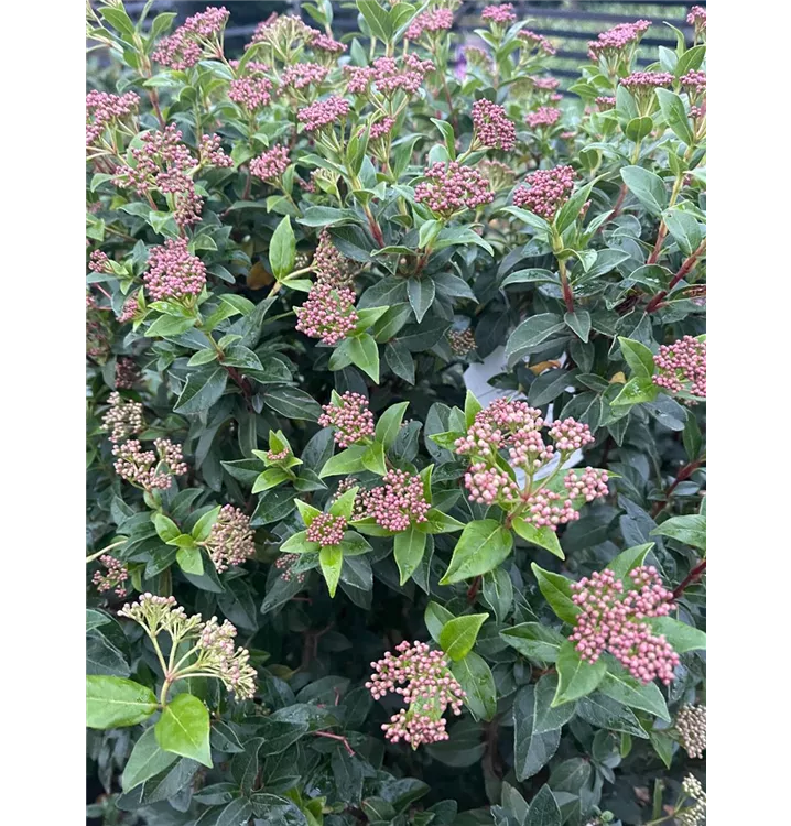Viburnum tinus 'Eve Price', MittelmeerSchneeball im