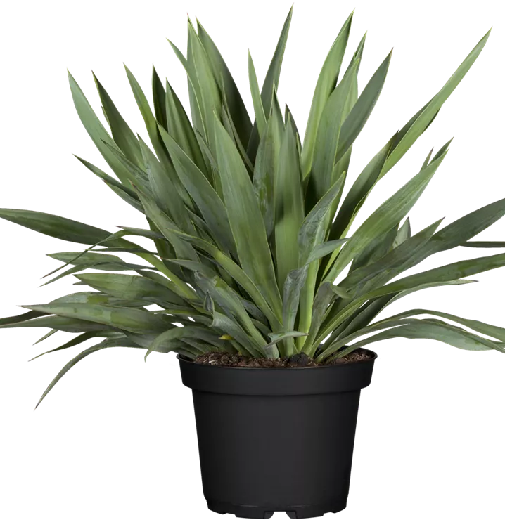 Yucca gloriosa, Palmlilie im