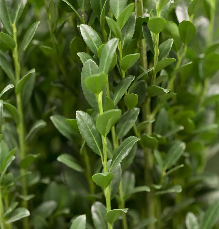 Ilex crenata 