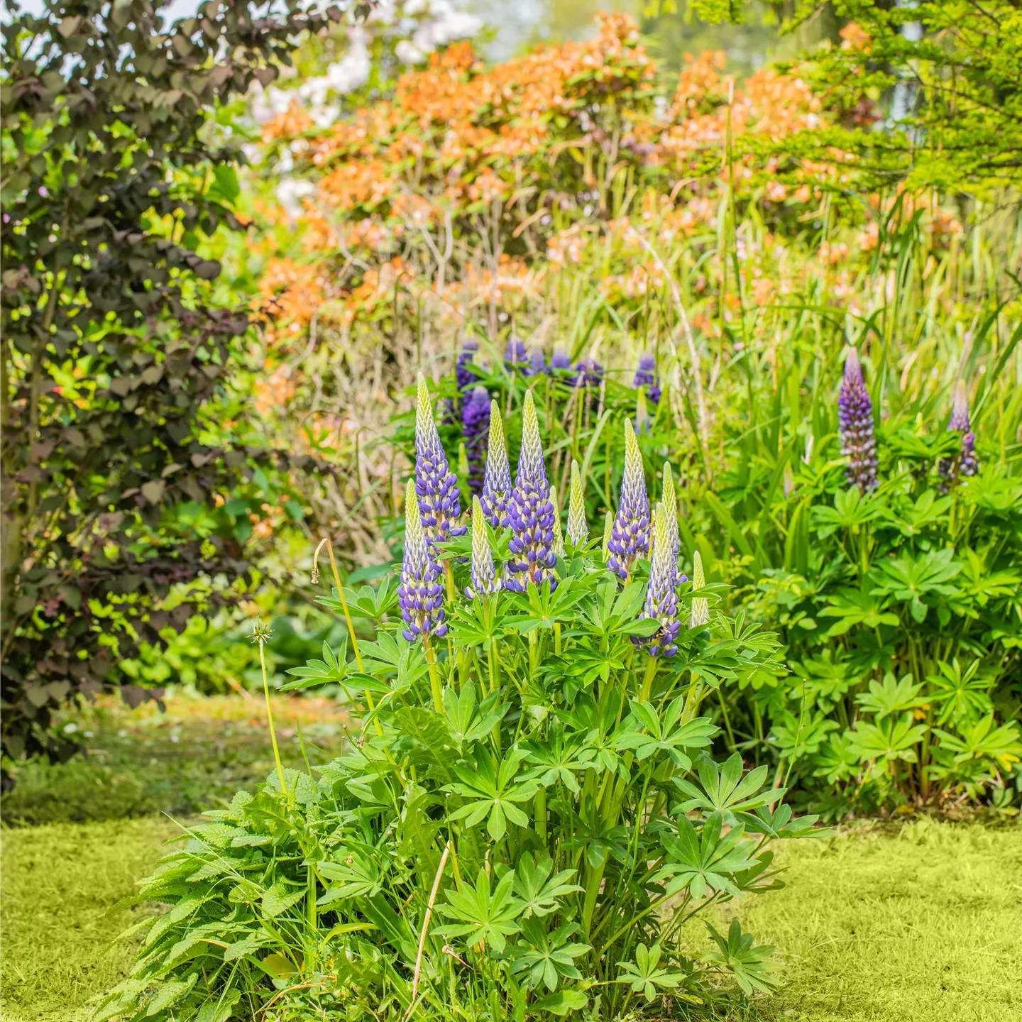 Lupinus polyphyllus 'Kastellan'