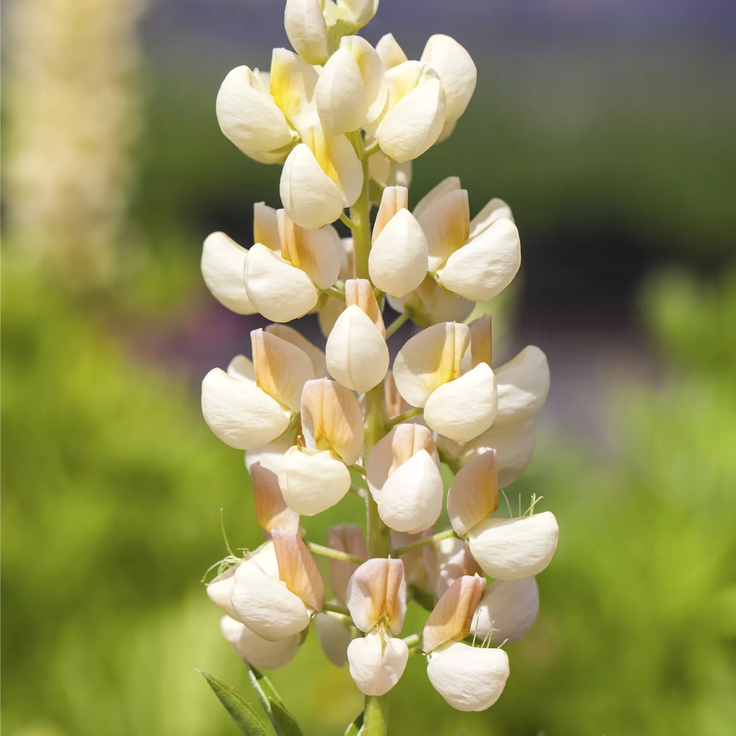 Lupinus polyph.'Nanus Gallery Rosa', ZwergLupine im