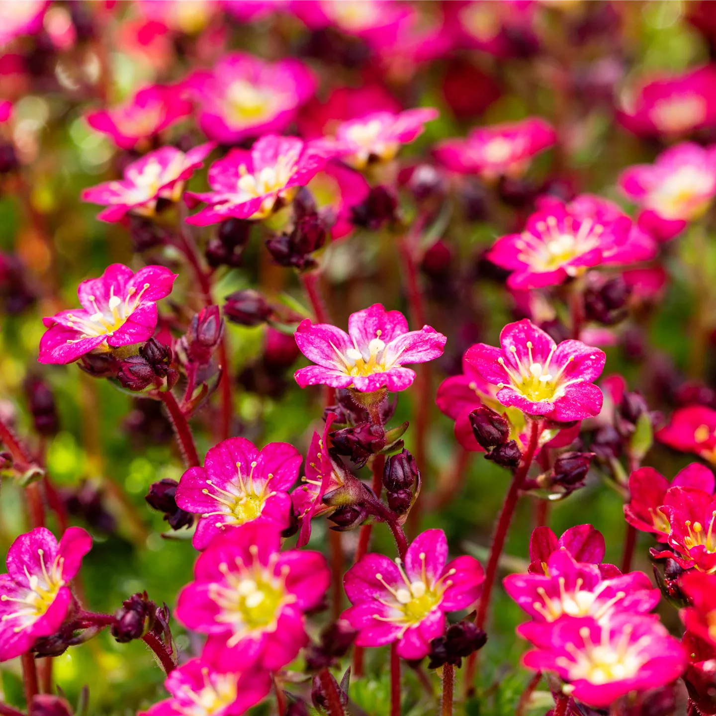 Saxifraga x arendsii 'Marto Rose', MoosSteinbrech im