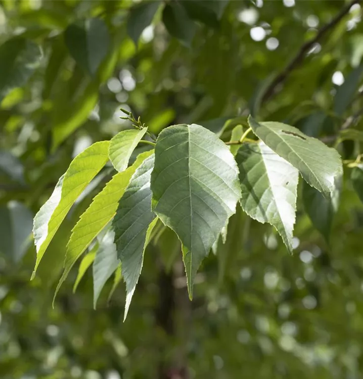Alnus spaethii, Erle im