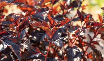 Physocarpus opulifolius 'All Black', Blasenspiere 'All Black' im
