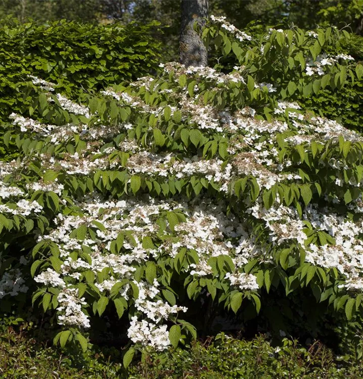 Viburnum plicatum, Japanischer Schneeball im
