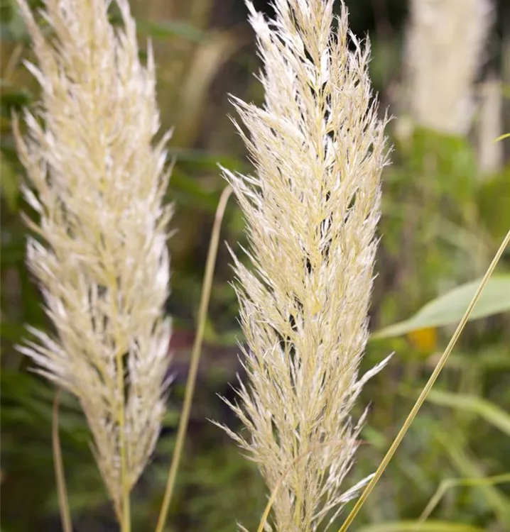 Cortaderia selloana 'Golden Comet', Pampasgras im