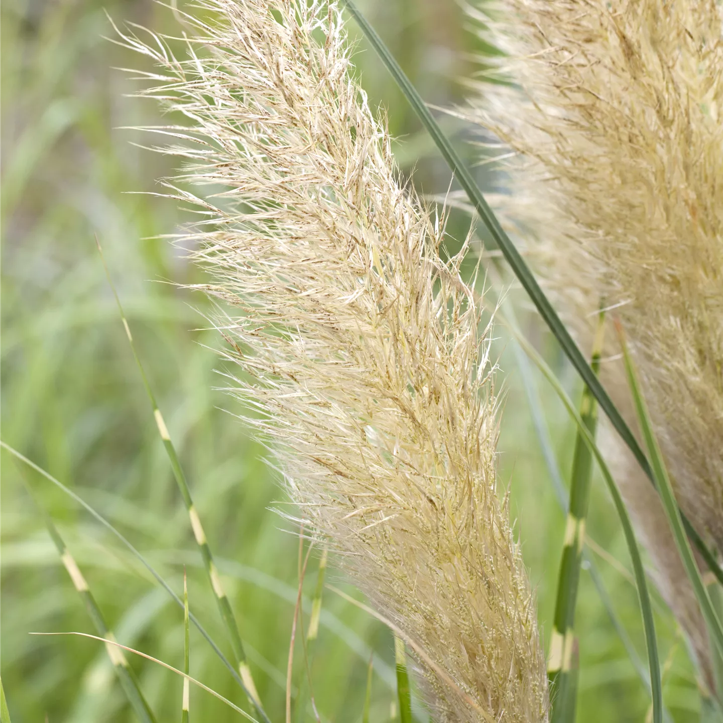 Cortaderia selloana, Hohes Pampasgras im