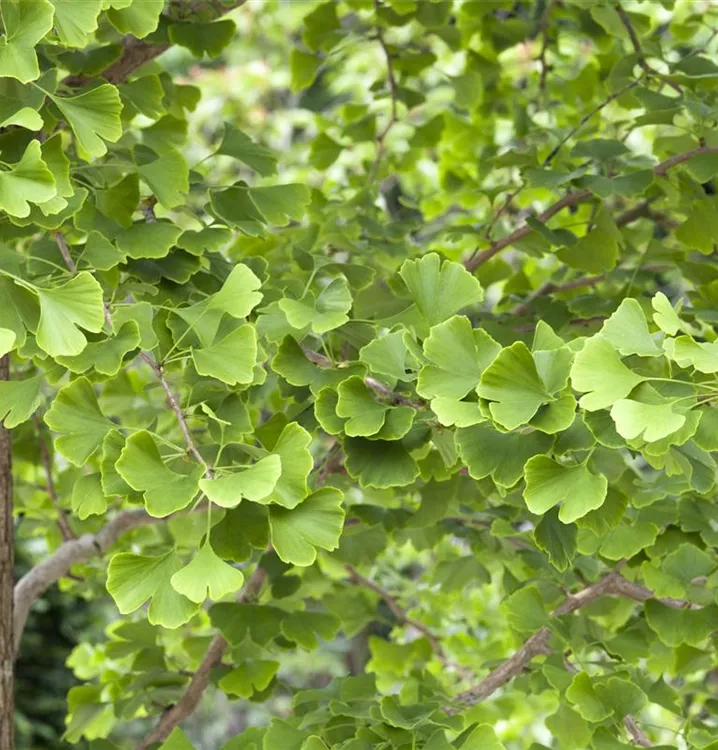 Ginkgo biloba, Ginkgo, Fächerblattbaum im