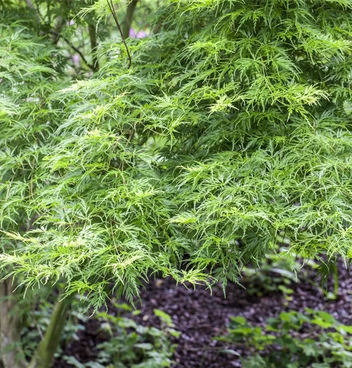 Acer palmatum 'Koto no ito' (Solitärgehölz), FächerAhorn im
