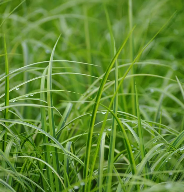 Weißgestreifter Gras-Kalmus