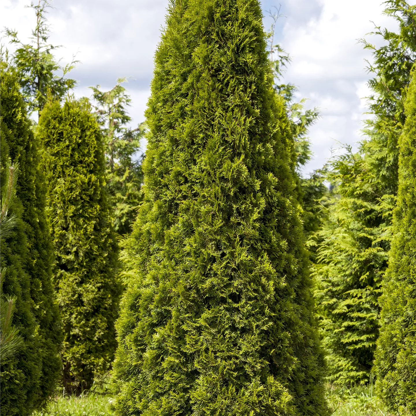 Thuja occidentalis 'Brabant', Lebensbaum im