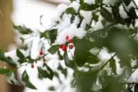 Top 10 der besten Winterpflanzen für Garten und Balkon