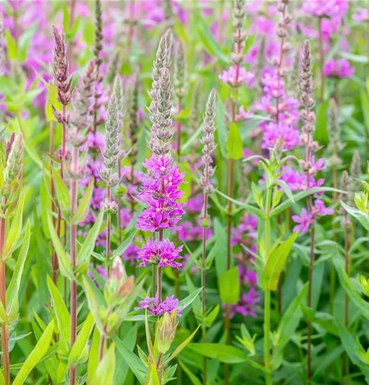 Lythrum salicaria 'Rosy Gem', BlutWeiderich im