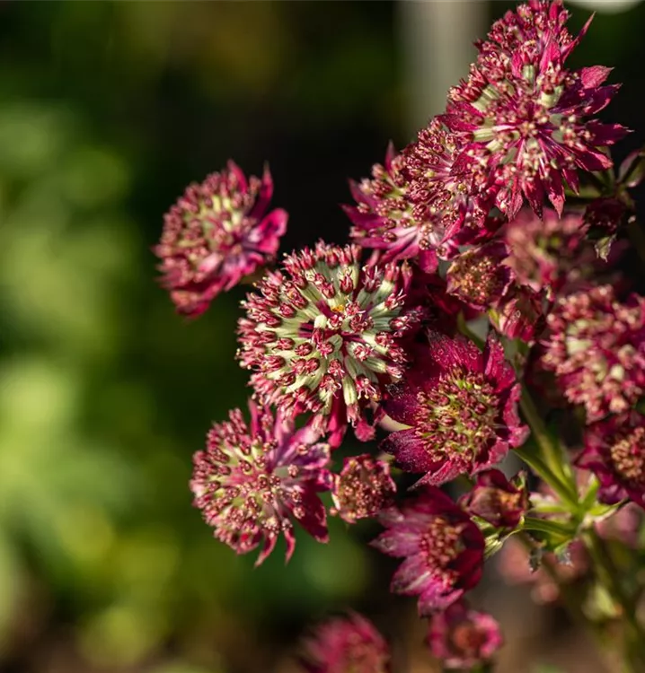 Astrantia major 'Moulin Rouge' R, Große Sterndolde im