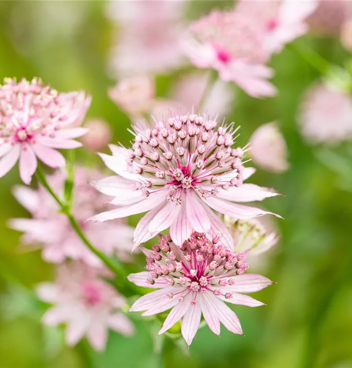 Astrantia major 'Roma' R, GartenSterndolde im