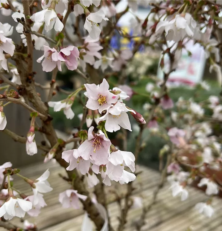 Prunus incisa 'Kojounomai', Geschlitzte Kirsche im