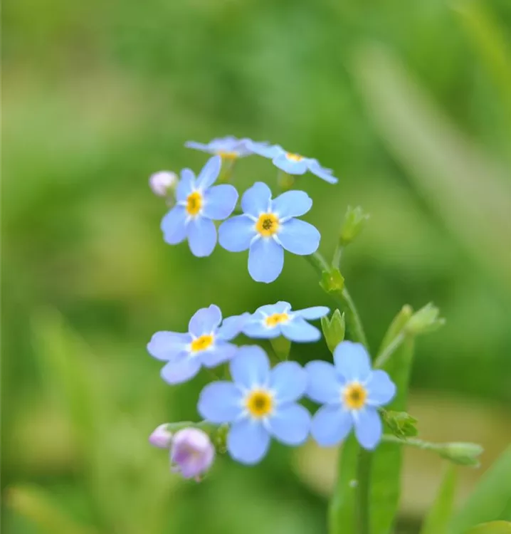 Myosotis scorpioides, GartenSumpfVergissmeinnicht im