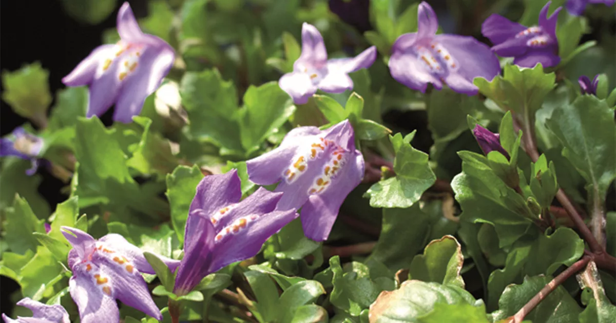 Mazus reptans, blau, Lippenmäulchen im