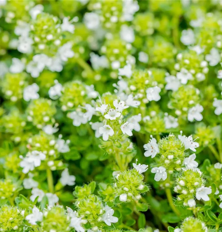 Thymus praecox 'Albiflorus', Thymian im