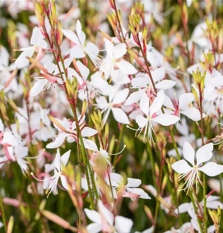 Gaura lindheimeri 'Whirling Butterflies', Prachtkerze im