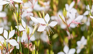 Gaura lindheimeri 'Whirling Butterflies', Prachtkerze im