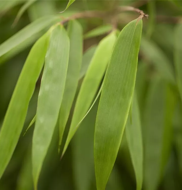 Fargesia rufa, GartenBambus im