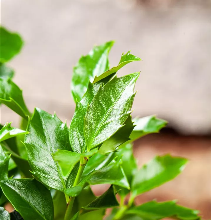 Ilex meserveae 'Blue Maid' R, Stechpalme im