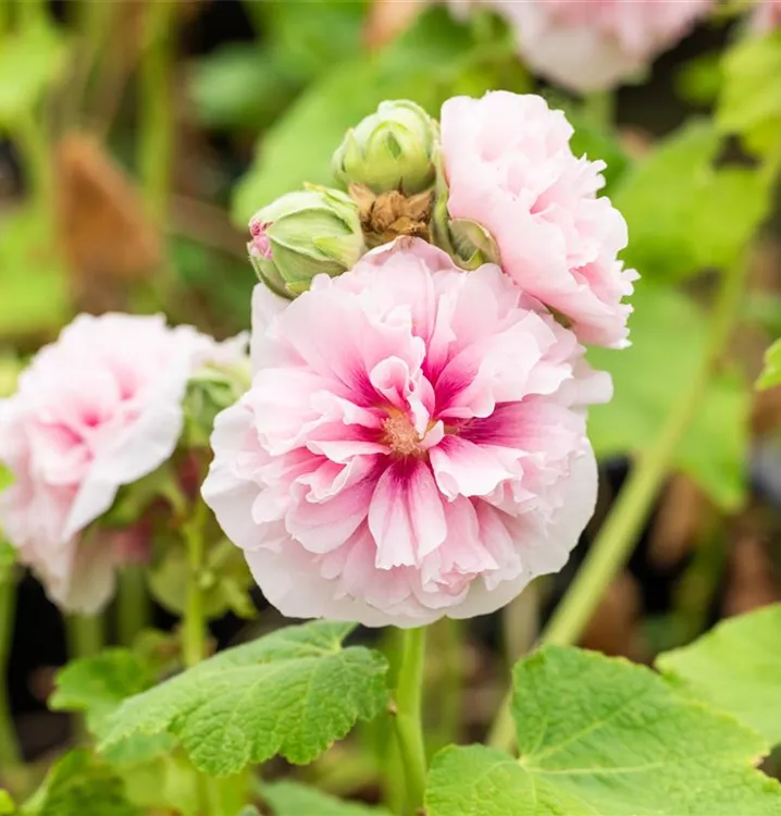 Alcea rosea 'Pleniflora Chaters', rosa, BeetStockrose im