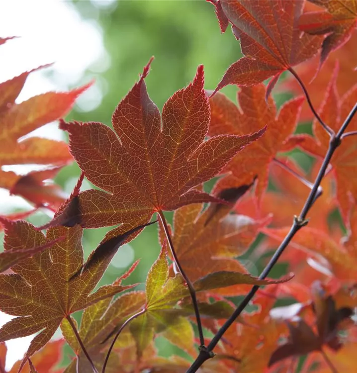 Acer palmatum i.S. (Solitärgehölz), Fächerahorn i.S. im