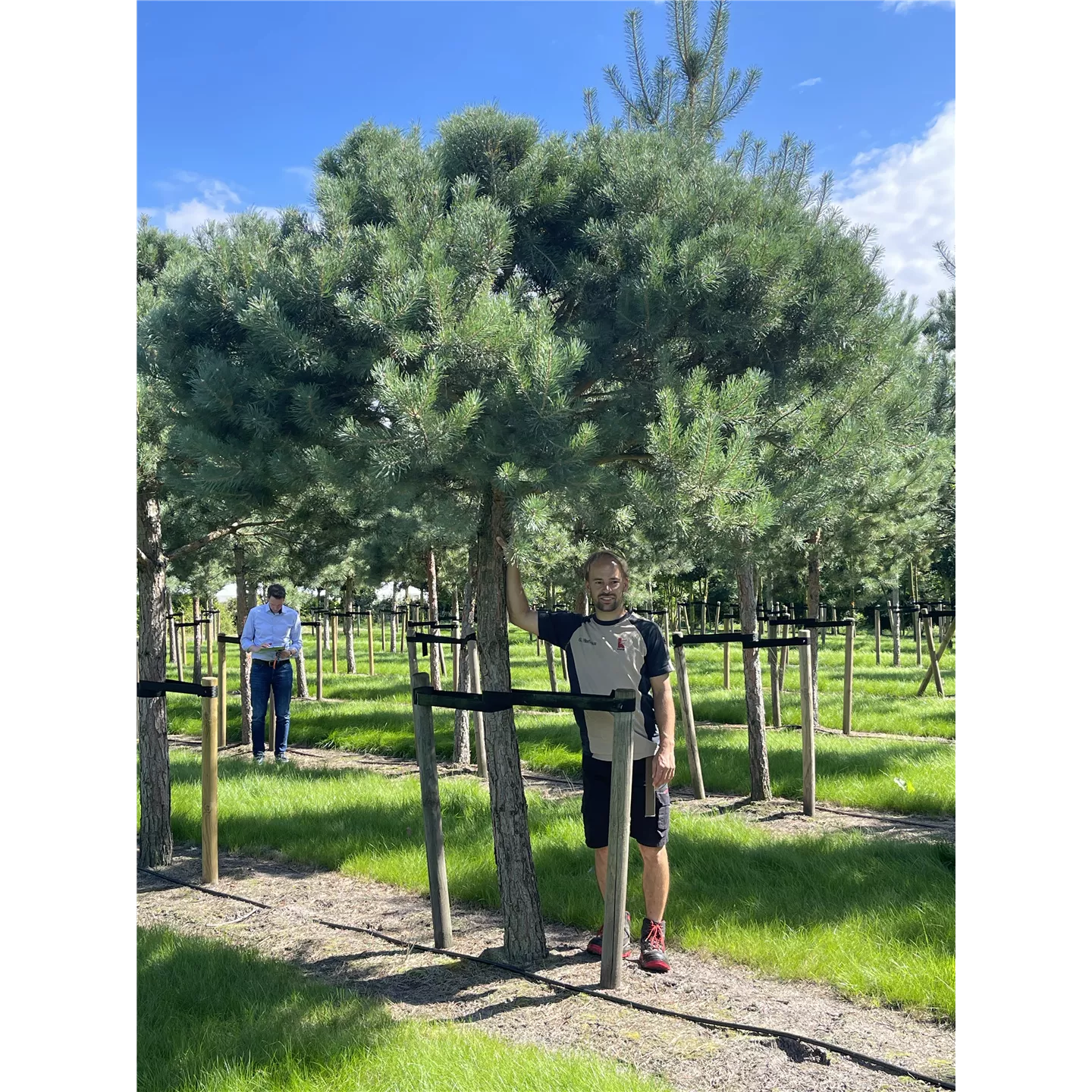 Pinus sylvestris (Solitärgehölz)