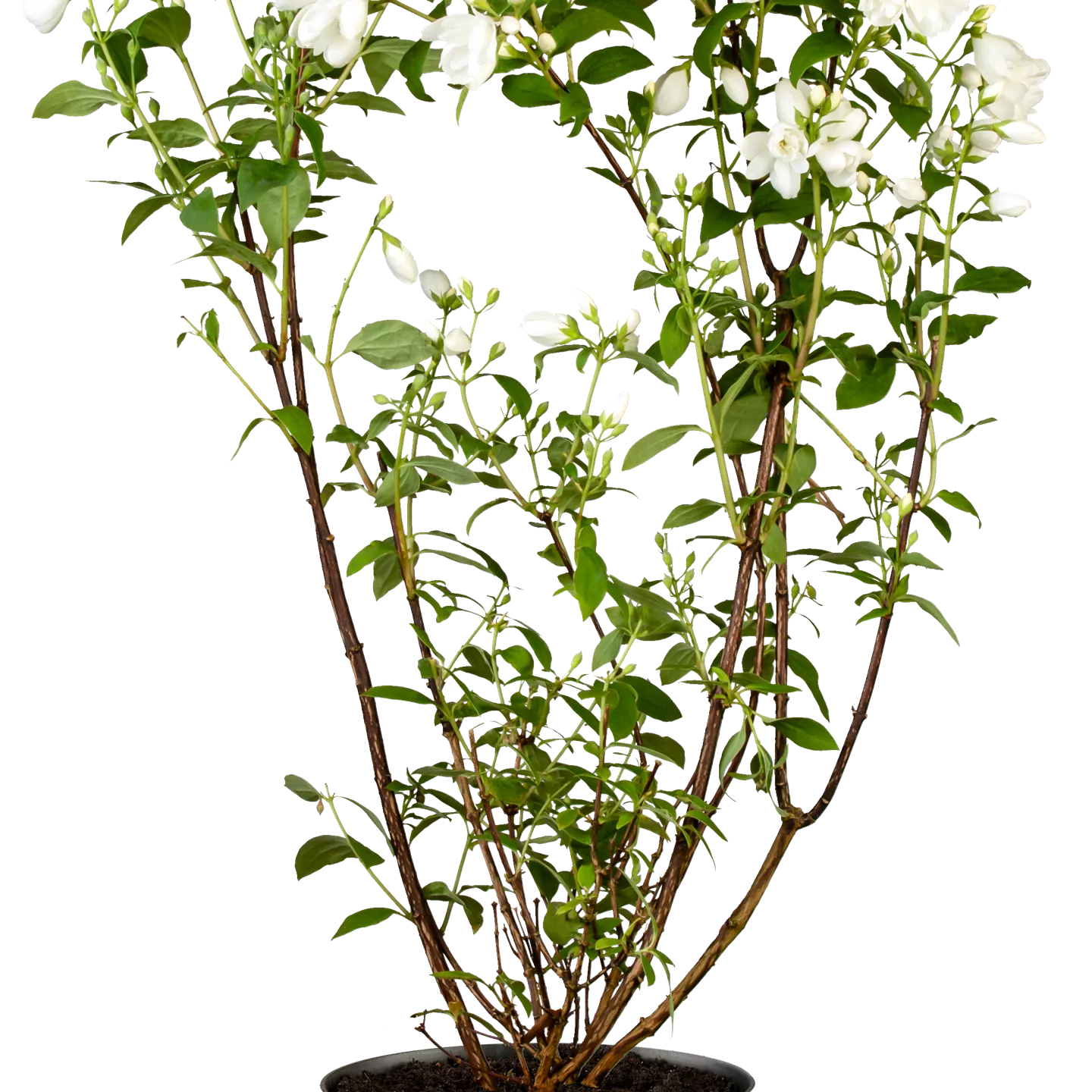 Philadelphus 'Lemoinei', Gartenjasmin im