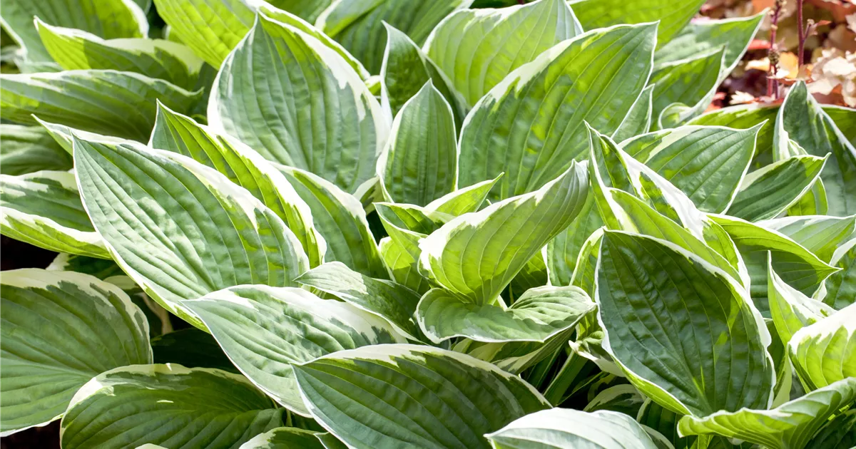 Hosta fortunei 'Patriot', Synonym im