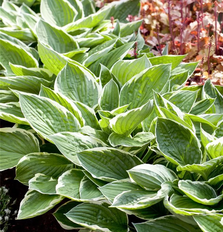 Hosta fortunei 'Patriot', Synonym im