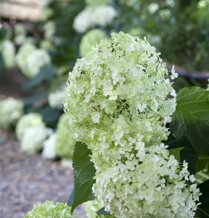 Hydrangea arbor. 'Annabelle', SchneeballHortensie im