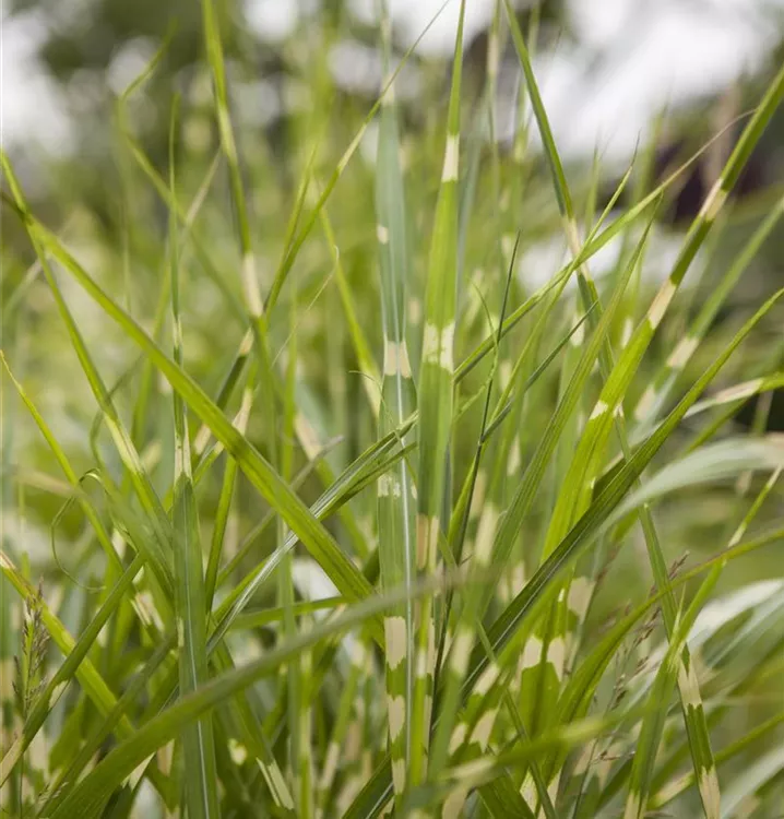 Miscanthus sinensis 'Gold Bar' R, GartenChinaschilf im