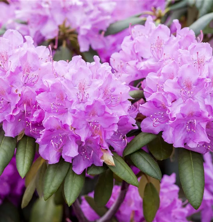 Rhododendron Hybr.'Roseum Elegans', RhododendronHybride 'Roseum