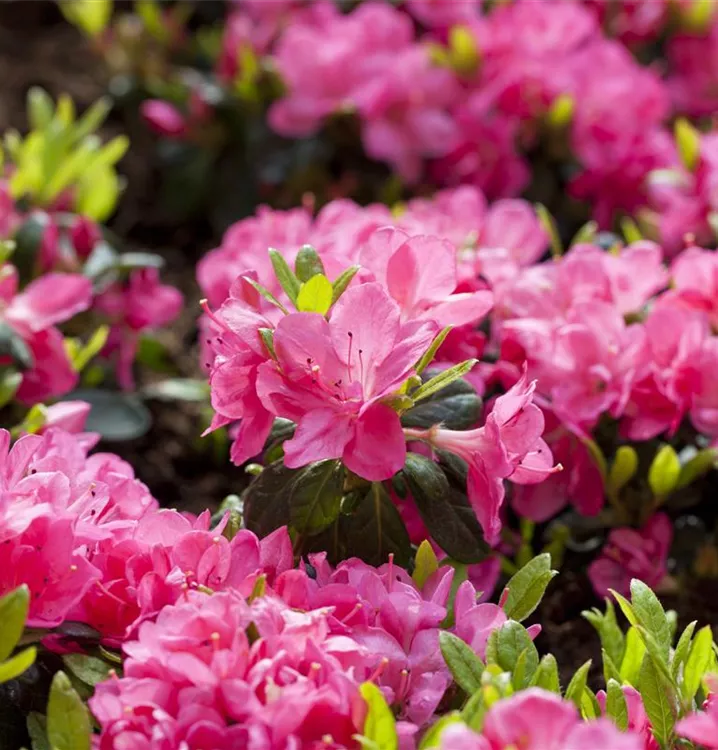 Rhododendron Japanische Azalee im