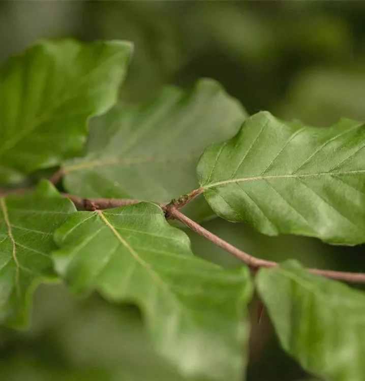 Fagus sylvatica, RotBuche im