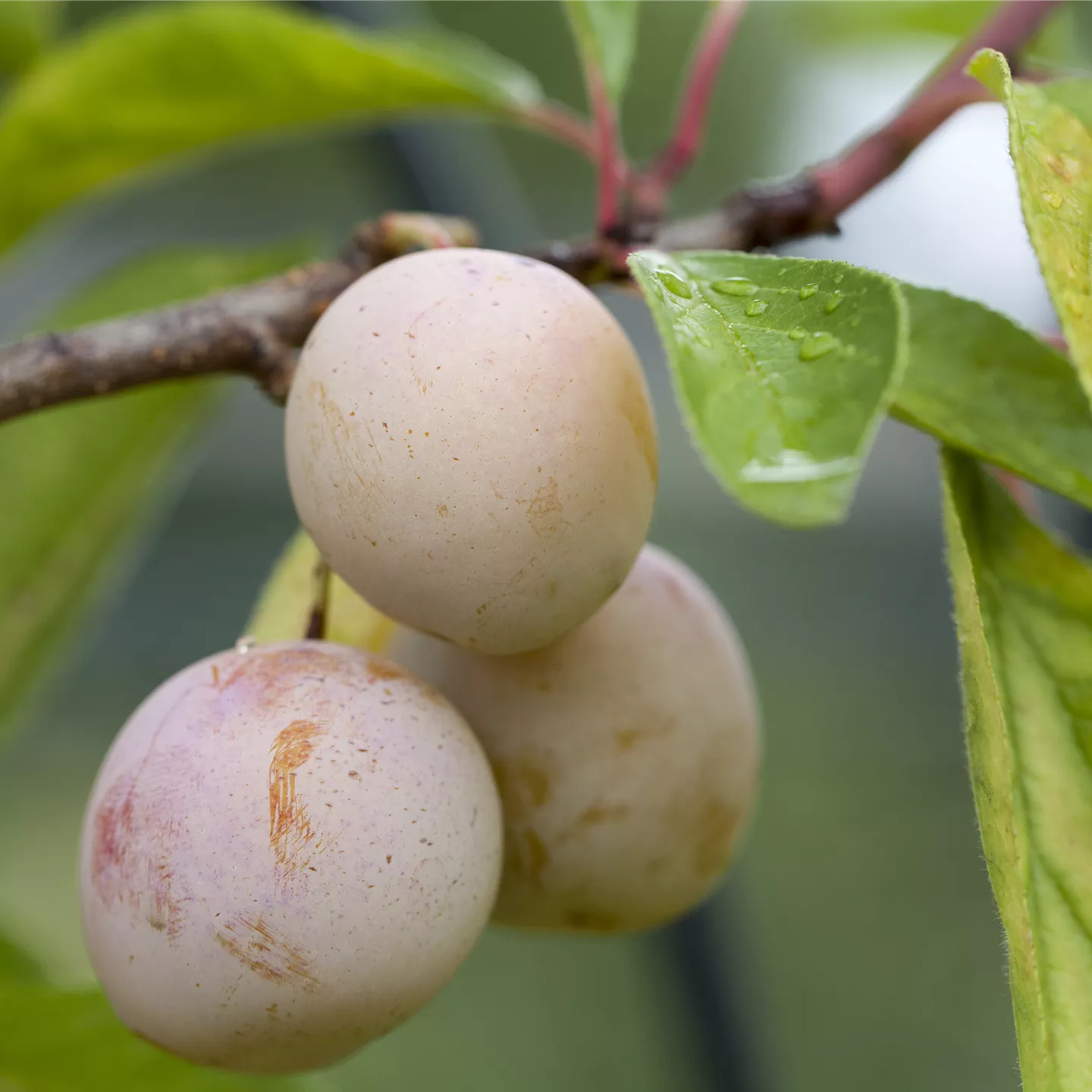 Prunus syr.'Von Nancy' CAC