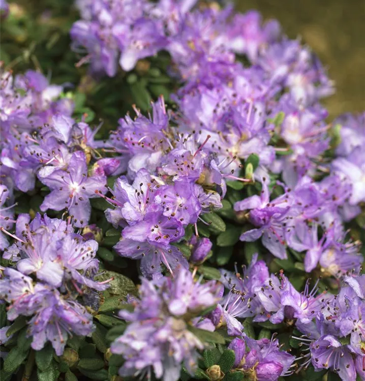 Rhododendron impeditum 'Blaue Mauritius', Kleinblättr.Rhododendron ...