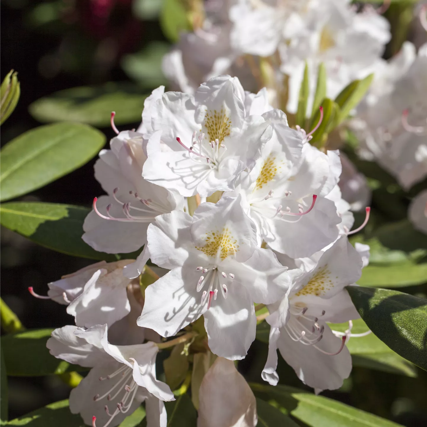 Rhododendron Hybr.'Catawbiense Album'
