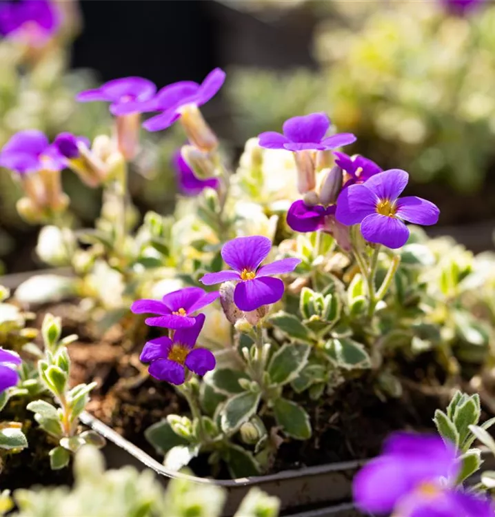 Aubrieta x cult.'Silberrand', Blaukissen im