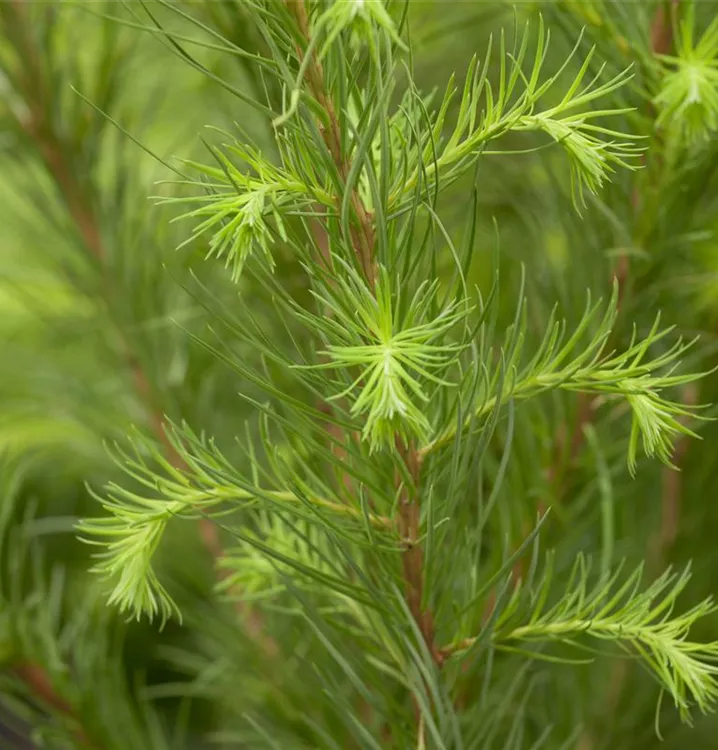 Larix decidua, Europäische Lärche im