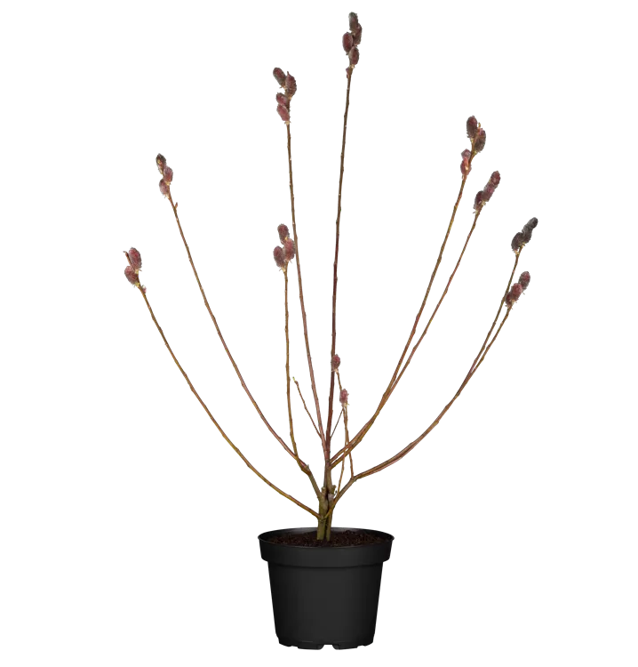 Salix gracilistyla 'Mount Aso', Synonym im