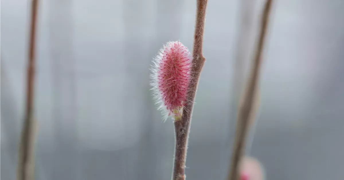 Salix gracilistyla 'Mount Aso', Synonym im