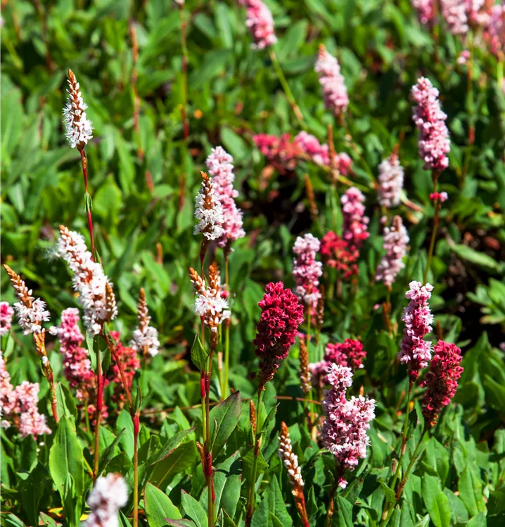 Persicaria affinis 'Kabouter', ScheckenKnöterich im